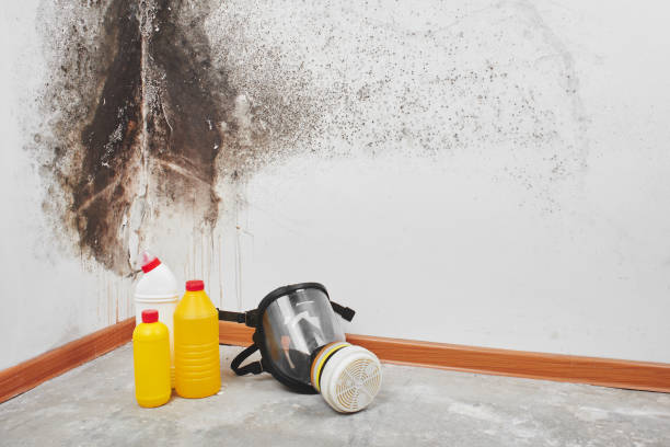 Best Mold Testing  in Borger, TX