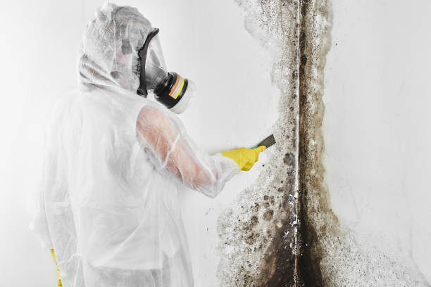 Home Mold Removal in Borger, TX