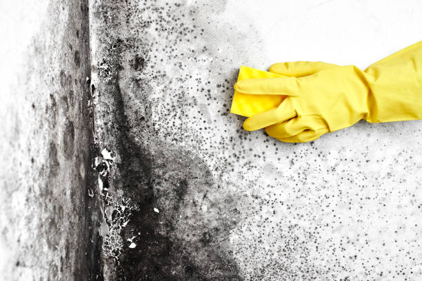 Best Certified Mold Removal  in Borger, TX
