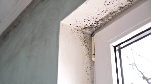 Best Office Mold Removal Services  in Borger, TX