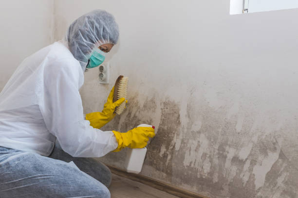 Best Professional Mold Removal  in Borger, TX