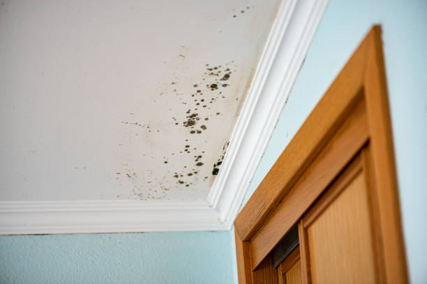 Best Attic Mold Removal  in Borger, TX