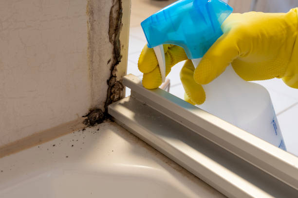 Professional Mold Removal in Borger, TX