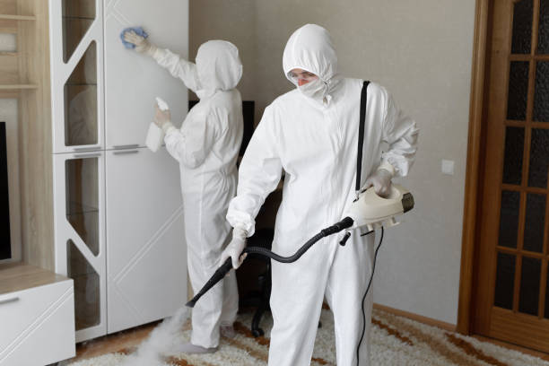 Best Toxic Mold Removal  in Borger, TX