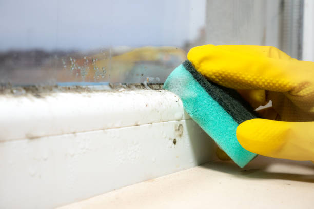 Best Mold Remediation  in Borger, TX