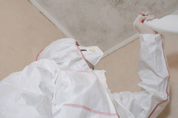 Best Residential Mold Removal  in Borger, TX