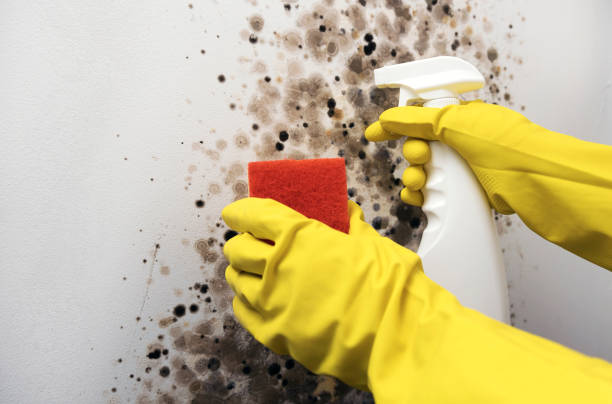Best Mold Remediation  in Borger, TX