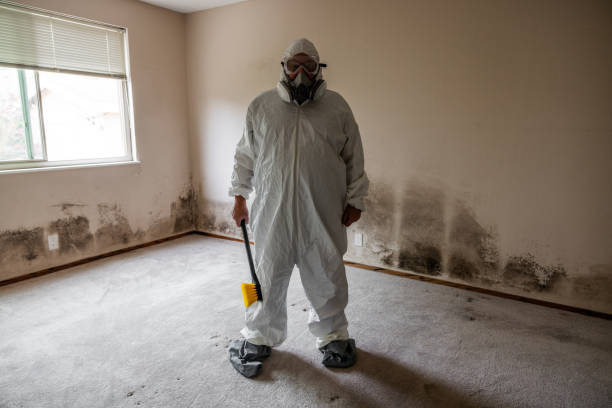 Best Mold Remediation  in Borger, TX