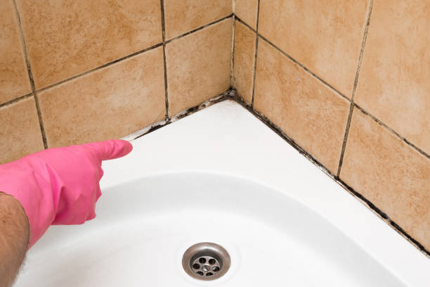 Best Emergency Mold Removal  in Borger, TX