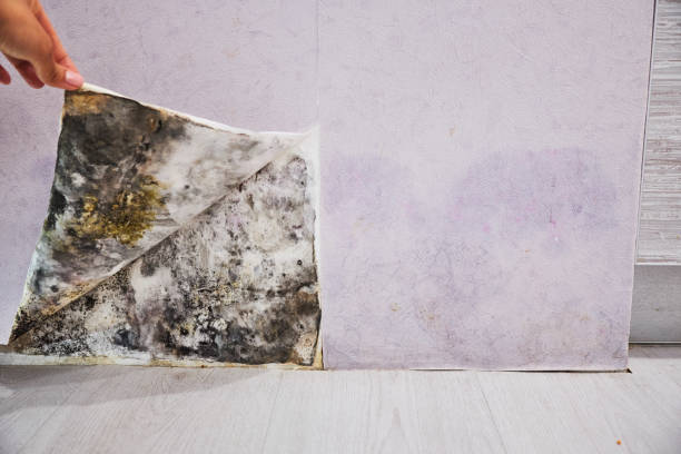 Best Mold Removal Near Me  in Borger, TX